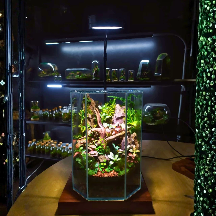 Premium HexaForest Live Terrarium – Luxury Indoor Nature Décor