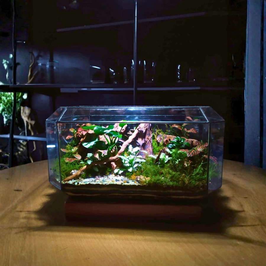 Forest Horizon Live Terrarium – Premium Desktop Nature Decor