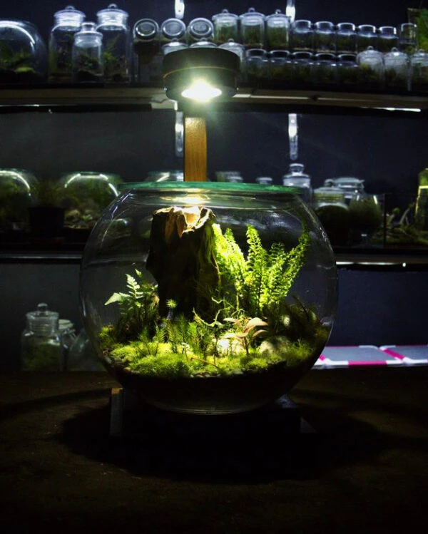 Glass Globe Terrarium – Nature in a Sphere