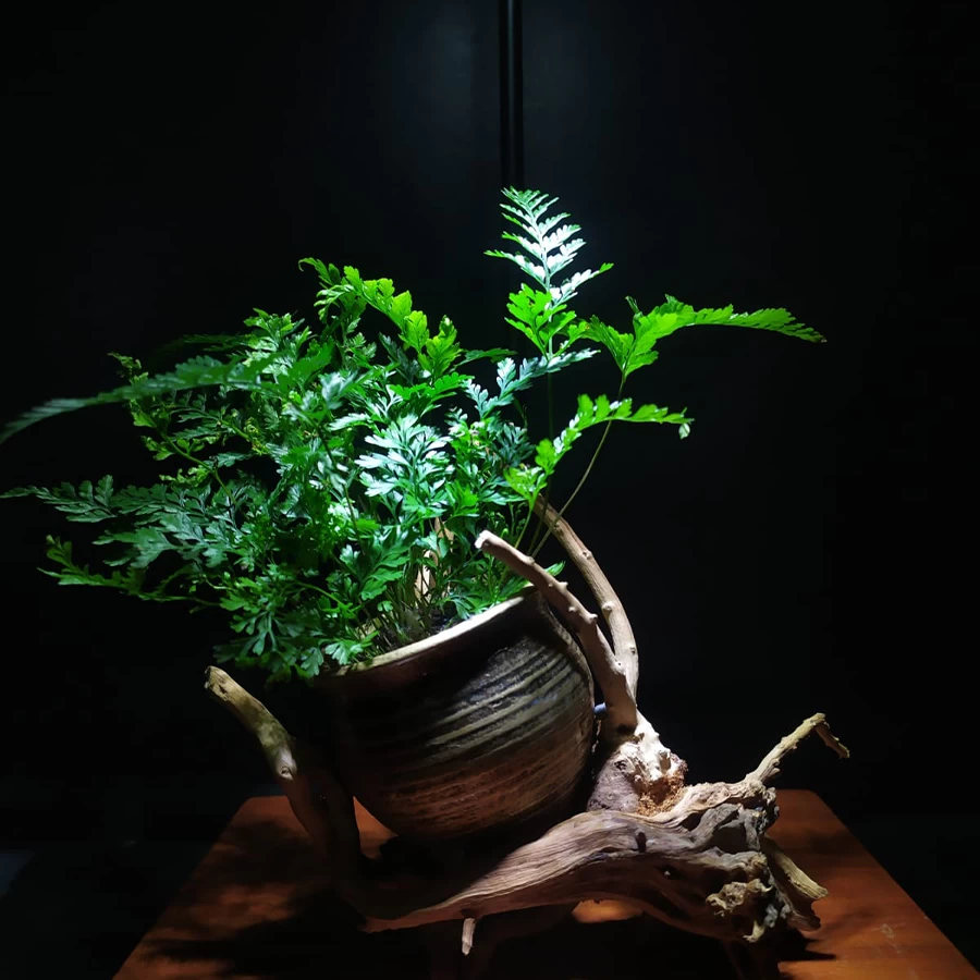 Driftwood Planter – Handmade Ceramic Pot with Natural Driftwood Base