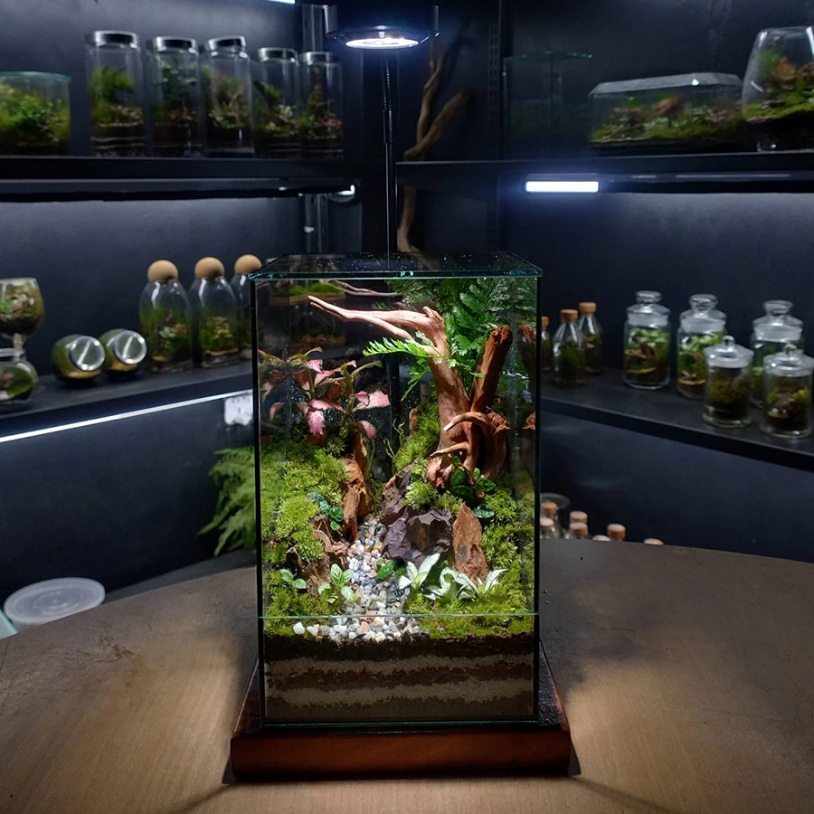 Premium Forest Escape Live Terrarium – With LED Grow Light & Natural Wood Base