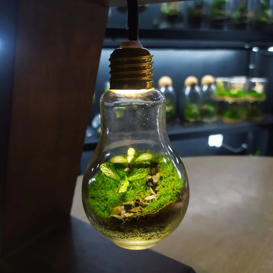Light Bulb Terrarium – Handcrafted Eco Decor