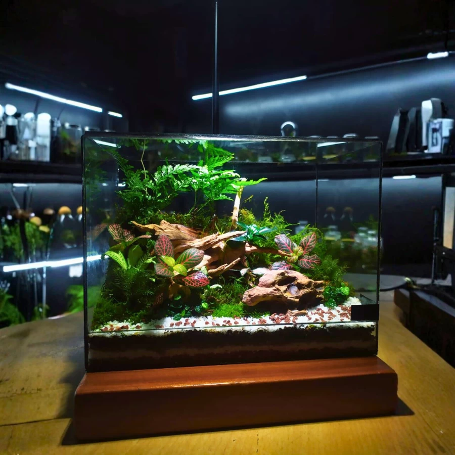 Forest Driftwood Live Terrarium – Premium Natural Table Décor